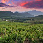 Beautiful sky over vineyards in France